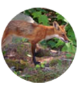 Wildlife Prevention