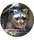 Wildlife Trapping