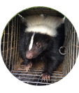 Wildlife Removal